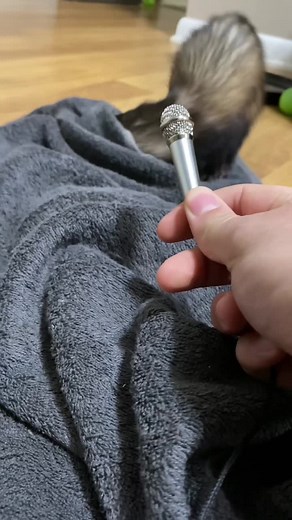 The Cutest Ferret Sounds for Ultimate Relaxation