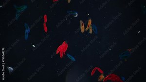 Microscopic predator (Paramecium) under microscope. 100x times magnification. High-precision bioindicator of quality of natural environment. Unique microorganism for creating prototypes of micro bio