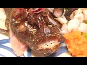 Japanese food Sashimi "Okoze Ikizukuri" おこぜ活き造り