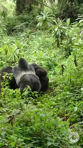 Dian Fossey Gorilla Fund 🦍