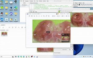 使用imageJ半自动化分析溃疡面积