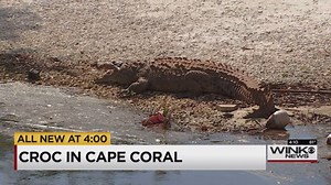 239K views · 3.1K shares | Many of us are used to seeing alligators in Southwest Florida, but crocodile sightings are a little more rare! A WINK News viewer tells us this 12-foot crocodile was lounging near the Coral Cove apartments in Cape Coral this afternoon. MORE: bit.ly/1P4hODq | WINK News | Facebook