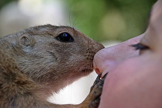 Do Squirrels Make Good Pets? What You Should Know Before Trying to Keep One - Petful