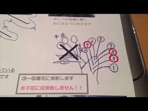 Artificial Pollination: Easy to Understand! Pear Farming Series 3