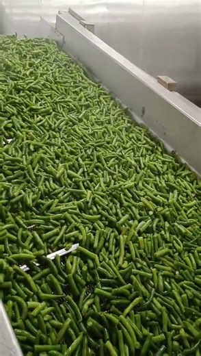 The production process of frozen green beans
