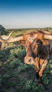 59K views · 175K reactions | If these boys hit a door with their horns, it’s like a crowbar through drywall—big ups to the Snuff Ridge Herman Ranch team for raising the crème de la crème in the Texas Longhorn division. @snuff_ridge_ranch #texas #ranchlife #bull #longhorns | Field & Stream | Facebook