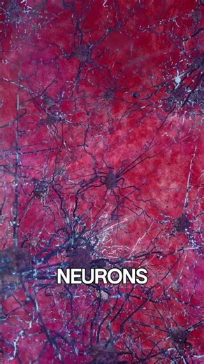 Do You Know What Powers Your Brain? 🧠 #science #brain #openforge