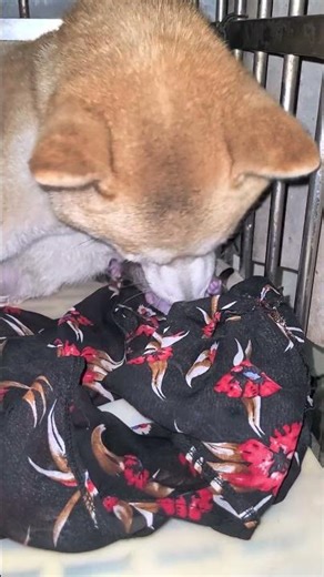 The mother Shiba Inu gave birth to two puppies. When I woke up this morning, there were three.