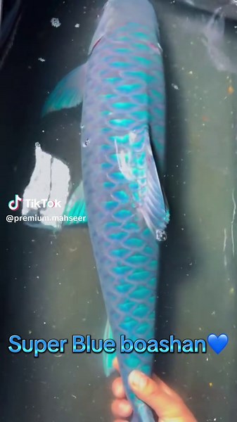 Exploring Super Premium Quality China Fish Species