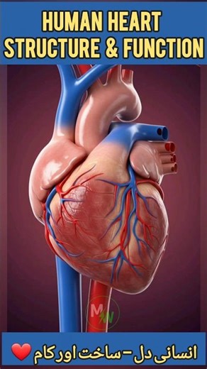 Human Heart – Structure & Function ❤️ #humanheart #structure #shorts