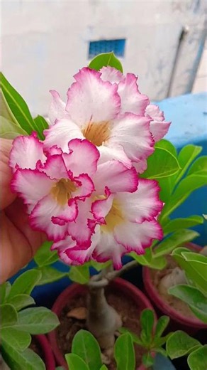 beautiful carnation flowers gardening grow with me