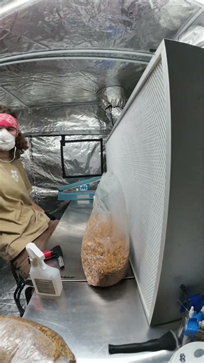 How to turn 5lbs of grain spawn into 300 grow kits 🤯