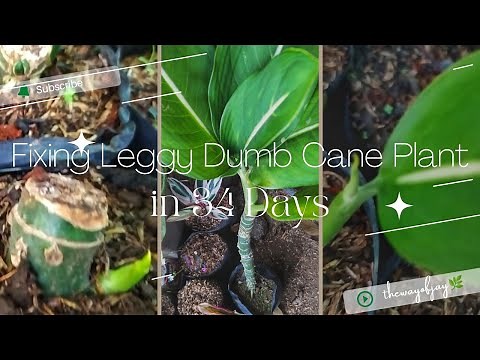 Dieffenbachia Plant Care: How To Fix Leggy Dumb Cane
