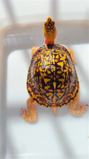 Top-quality box turtle | Snow Pear