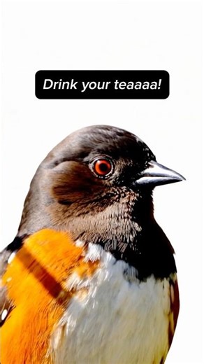 Eastern Towhee Sound You’ll Never Forget 👀