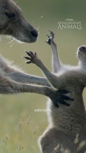 We're excited to announce a new original Australian Geographic show, Extraordinary Animals! Get ready to explore the unique traits of Australia's iconic wildlife with world-class footage of charismatic creatures and diverse landscapes. A captivating series for all ages, you'll learn about the incredible animals that make Australia one of the most biodiverse countries on earth. Extraordinary Animals Season 1 Episode 1 is NOW STREAMING on the Australian Geographic website. Head to this link to wat