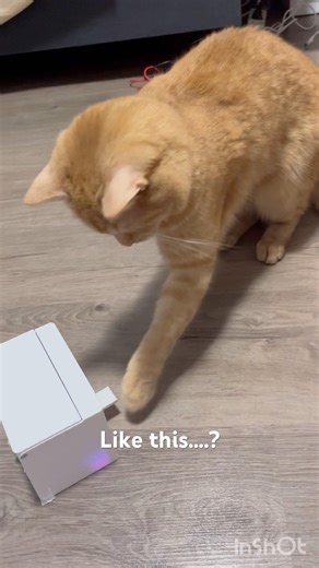 New interactive cat toy project. (Like useless box) 🎁😗