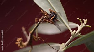 Close up - Conehead Mantis (Empusa Pennata) Eating A Fly On an Olive Tree Branch - Provence Macro