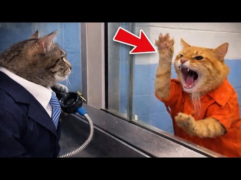Cats at Work Gone Completely Wrong