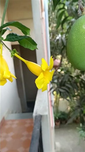 Golden trumpet vines| Allamanda flowers #golden #trumpet #allamanda #flowers #nature #garden #home