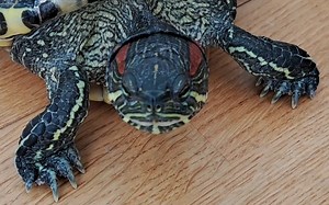 龟龟，在房间里，自由爬行