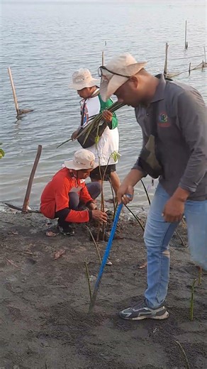 Tanam Mangrove untuk mencegah abrasi