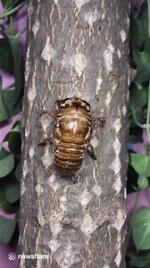 This time-lapse video of a cicada's metamorphosis is equal parts creepy and mesmerising While we may have heard their song or stumbled upon the leftover shell-like exoskeleton that comes from a cicada, have you ever watched the metamorphosis these insects undergo before blossoming into the winged, uncomfortably large creatures that make all that racket? If not, now's the time! | Now Science News