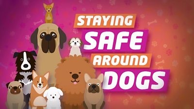 Top tips for staying safe around dogs