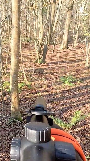 AI-JE VRAIMENT LOUPER CE SANGLIER À 10 METRES ??? #hunting #sanglier #wildboar
