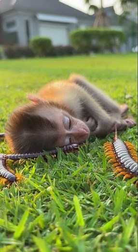 Watch this monkey's shocked reaction as the unexpected fall happens #funny #monkey #viral