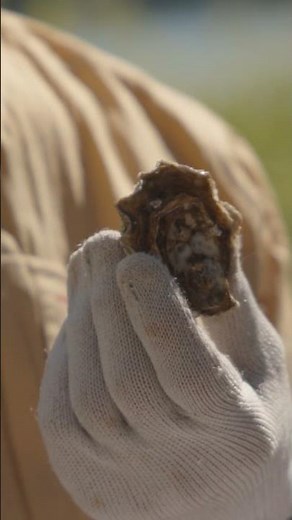 How to Shuck an Oyster