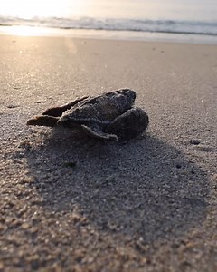 The beginning of life as a dinosaur ! #BeOceanMinded - Canon R3 24 1.4 inside @aquatech_imagingsolutions #aquatech edge housing - @thorindustries @airstream_inc @battlebornbatteries @pacsafeofficial #pacsafeofficial @yakimaracks #withyakima @explore.Toyota @gorichsolar @freeflyapparel @sunbum @smithoptics @falkentire @iamspecialized @fiveten @power._cycle @sramroad @xcelwetsuits @koss @mobilesolarconsulting @rigidindustries @areaccessories @freestylewatches @drinkbivo @gomacro @surfboardtradingc