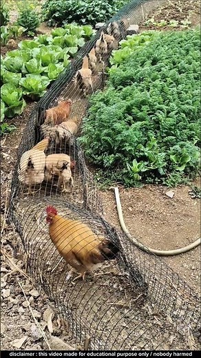 How to raise chickens in Thailand | chicken farming