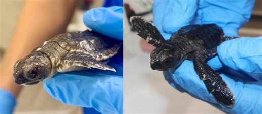 Two sea turtle hatchlings to make debut at Fort Fisher aquarium