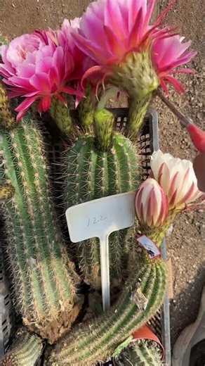 Useful tips for cactus plant 🌵
