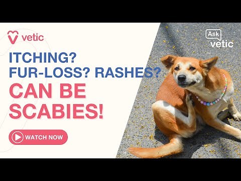 Scabies in Dogs: Causes, Symptoms, and How to Treat It