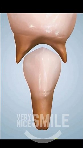 How do baby teeth fall out ?