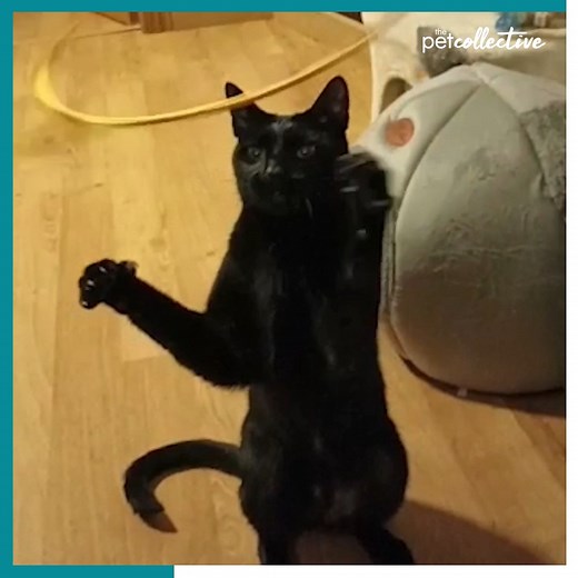 217K views · 10K reactions | What usually sets your cat into "hunt mode?" | Try Not to Laugh | Facebook