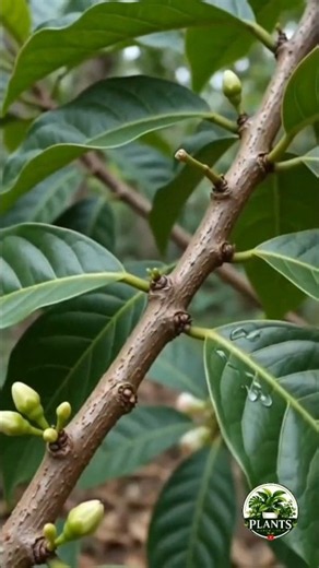 A Fruit Java apple Amazing Life Cycle Rotten Java apple Seed to To Fruit Tree nature #shorts
