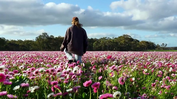 Western Australian farmers innovation for their ‘everlasting’ daisies