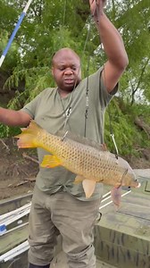 Dropping huge baits on Missouri River for big flatheads. #viral #missouri #tiktok #outdoors #bait