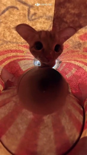 The Enigma of Cat Flight: Unboxing the DJI Osmo 360