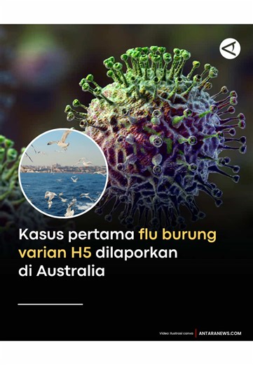 Pemerintah Australia mengonfirmasi kasus fatal pertama flu burung strain H5 di negara itu pada Sabtu, 20 Juni 2026. Virus tersebut terdeteksi pada seekor burung laut skua cokelat yang ditemukan di wilayah terpencil Western Australia, sekitar 700 kilometer tenggara Perth, pada 14 Juni 2026. Menteri Pertanian Australia Julie Collins mengatakan berbagai upaya perlindungan terus dilakukan untuk mencegah penyebaran virus ke industri unggas. Australia sebelumnya pernah mengalami wabah flu burung pada 