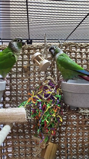 relaxing parakeet sounds