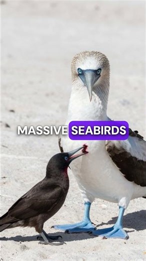 This Bird Drinks Blood Like a Vampire (Only One on Earth!) #birds #facts #wildlife #nature #vampire
