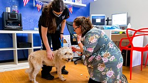 More than the dog days: OKC sees summer surge in animals at shelters, rescues