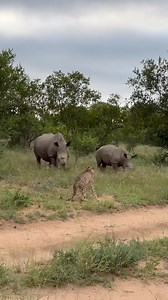 Witnessing these three cheetahs on foot as they encountered the iconic white rhinoceros was nothing short of magical. Being able to observe this rare moment up close is a privilege I’ll never take for granted. Watching these cheetahs grow from tiny cubs, nurtured and protected, to now seeing them as skilled, independent hunters is an achievement that fills me with immense pride. Their journey has been extraordinary, and I’m so honored to be part of it. This encounter was a reminder of the beauty