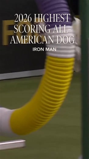 The 2026 Masters Agility Champion Prove-It the Border Collie, and the Highest Scoring All-American dog, Iron Man, came out on top at the 13th Annual Masters Agility Championship presented by Purina Pro Plan. Next up they’ll go head-to-head in an agility race at Madison Square Garden on February 2. Don’t miss this must-see matchup! Secure your tickets now at: https://bit.ly/WKC2026Tickets | Westminster Kennel Club Dog Show