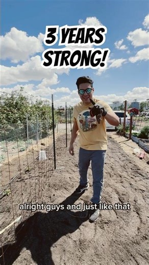 DIY Tomato Trellis Using Cattle Panel