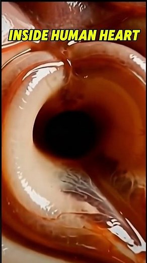 Realist Heart Anatomy Visualization (Macro 3D) #shorts